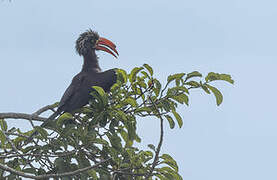 Crowned Hornbill