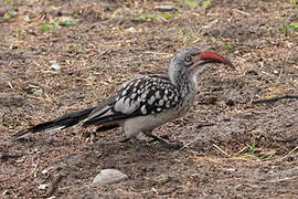 Southern Red-billed Hornbill