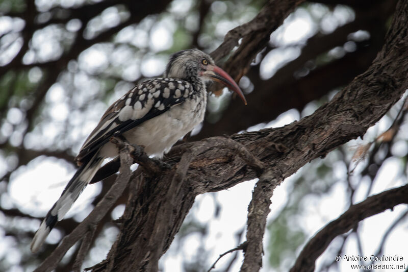 Southern Red-billed Hornbilladult