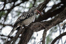 Southern Red-billed Hornbill