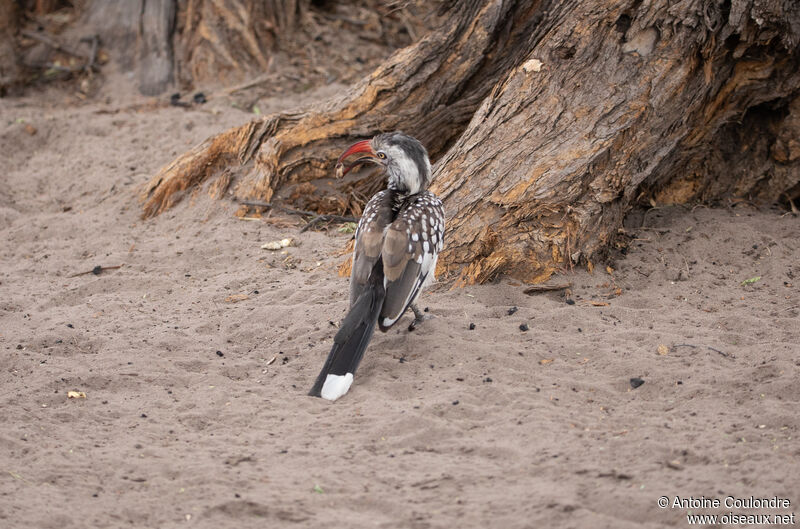 Southern Red-billed Hornbill male adult breeding, courting display