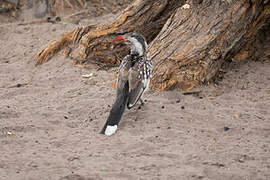 Southern Red-billed Hornbill