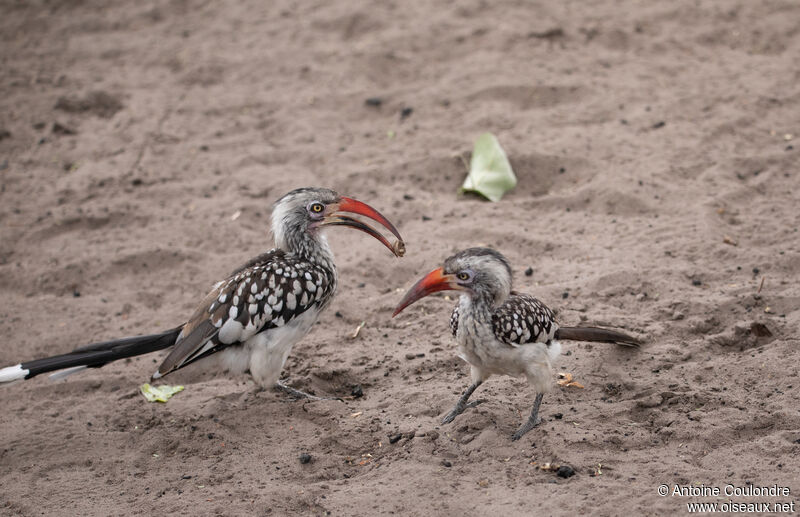 Southern Red-billed Hornbilladult breeding, courting display