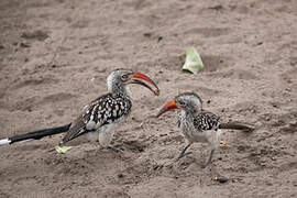 Southern Red-billed Hornbill