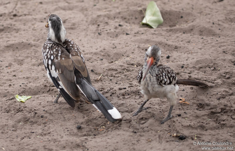 Southern Red-billed Hornbilladult breeding, courting display