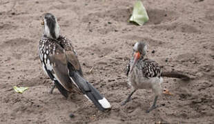 Southern Red-billed Hornbill