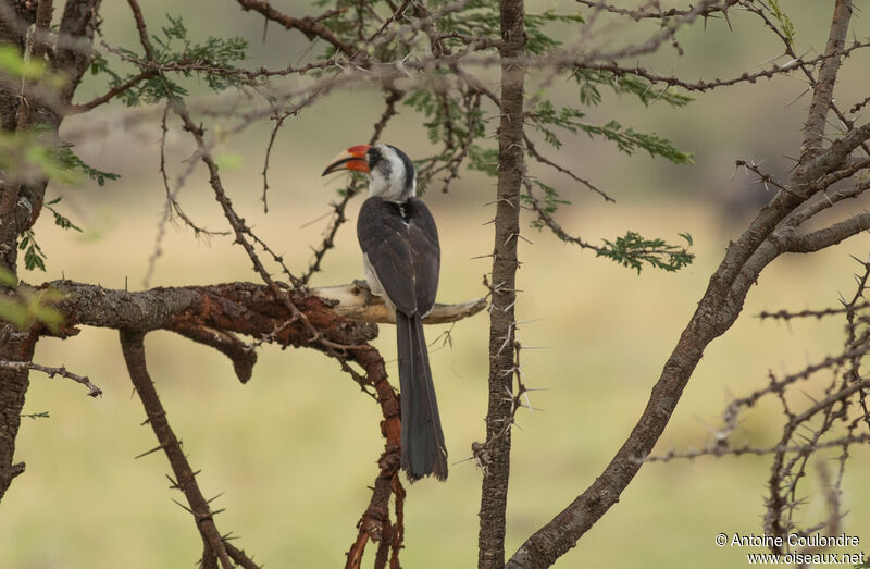 Von der Decken's Hornbill female adult