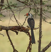 Von der Decken's Hornbill