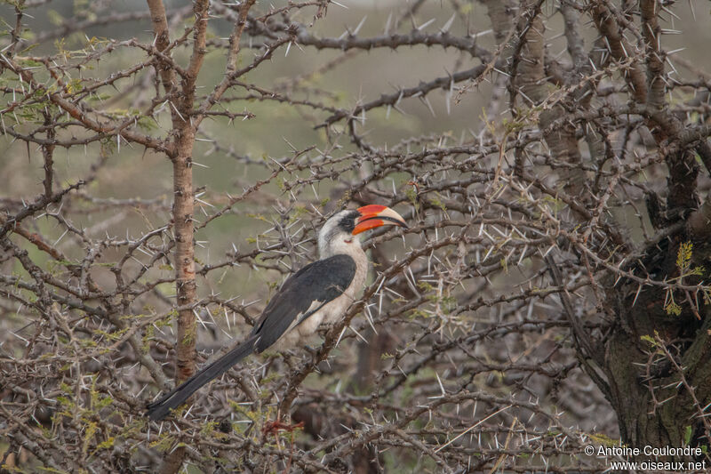 Von der Decken's Hornbill female adult