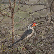 Von der Decken's Hornbill