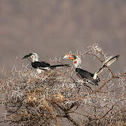 Von der Decken's Hornbill