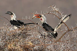 Von der Decken's Hornbill