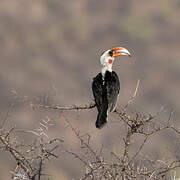 Von der Decken's Hornbill