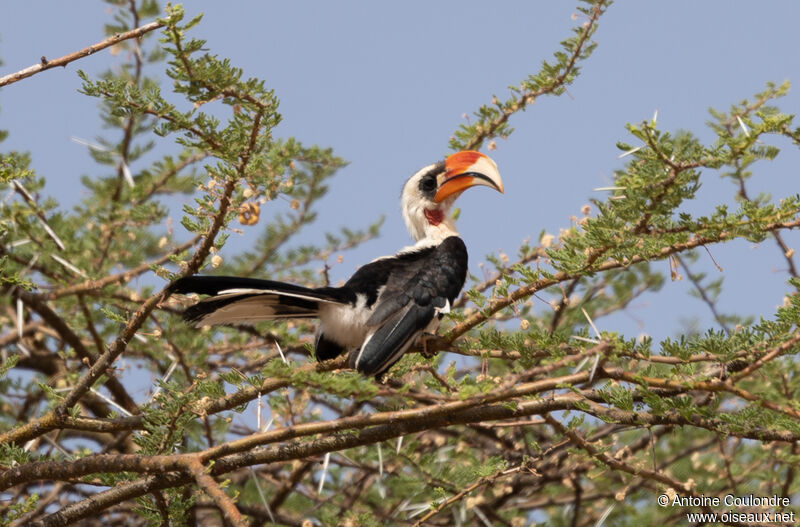 Von der Decken's Hornbill female adult breeding