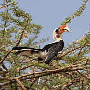 Von der Decken's Hornbill