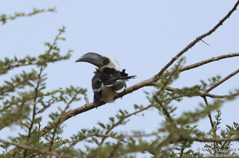 Von der Decken's Hornbill male adult breeding