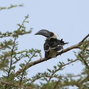 Von der Decken's Hornbill