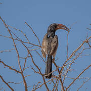 Monteiro's Hornbill