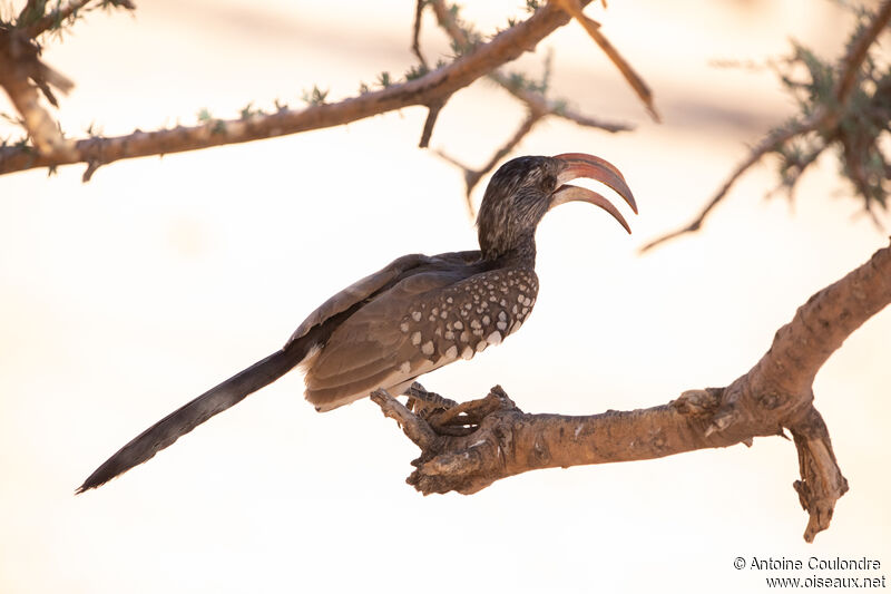 Monteiro's Hornbilladult