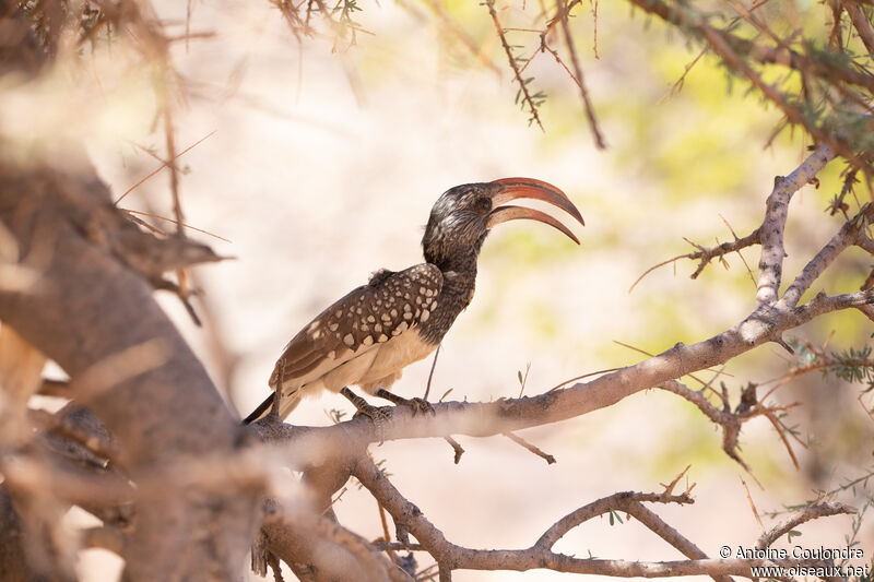 Monteiro's Hornbilladult