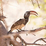 Monteiro's Hornbill