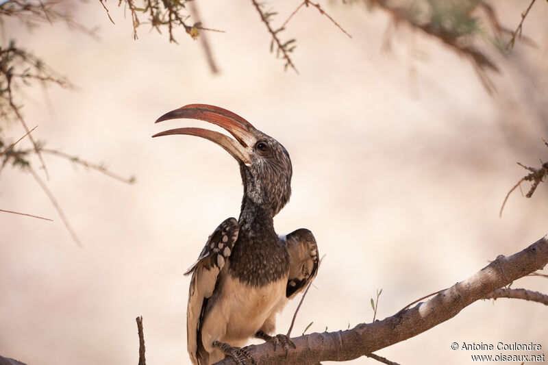 Monteiro's Hornbilladult