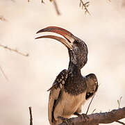 Monteiro's Hornbill