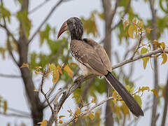 Monteiro's Hornbill