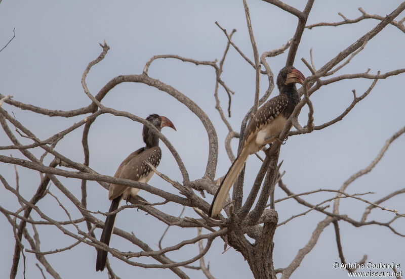 Monteiro's Hornbilladult