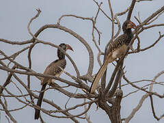 Monteiro's Hornbill