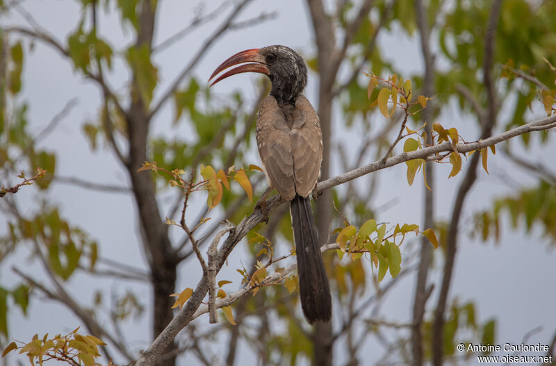 Monteiro's Hornbilladult