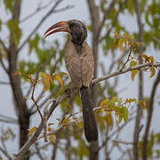 Monteiro's Hornbill