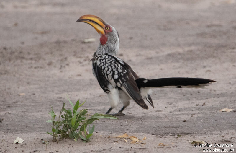 Southern Yellow-billed Hornbill male adult