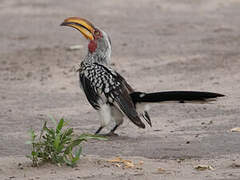 Southern Yellow-billed Hornbill