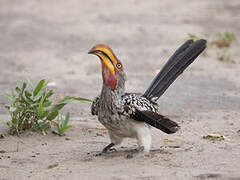 Southern Yellow-billed Hornbill