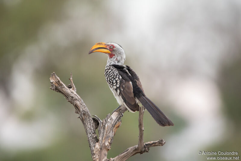 Southern Yellow-billed Hornbill male adult