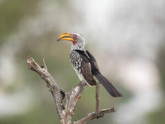 Southern Yellow-billed Hornbill