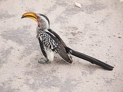 Southern Yellow-billed Hornbill