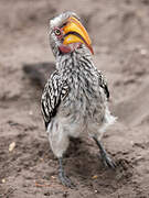 Southern Yellow-billed Hornbill