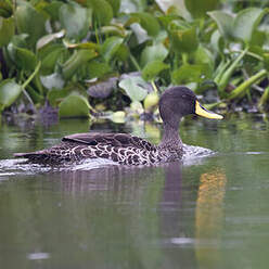 Canard à bec jaune