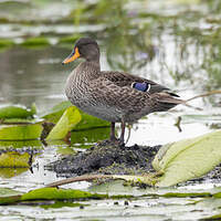 Canard à bec jaune