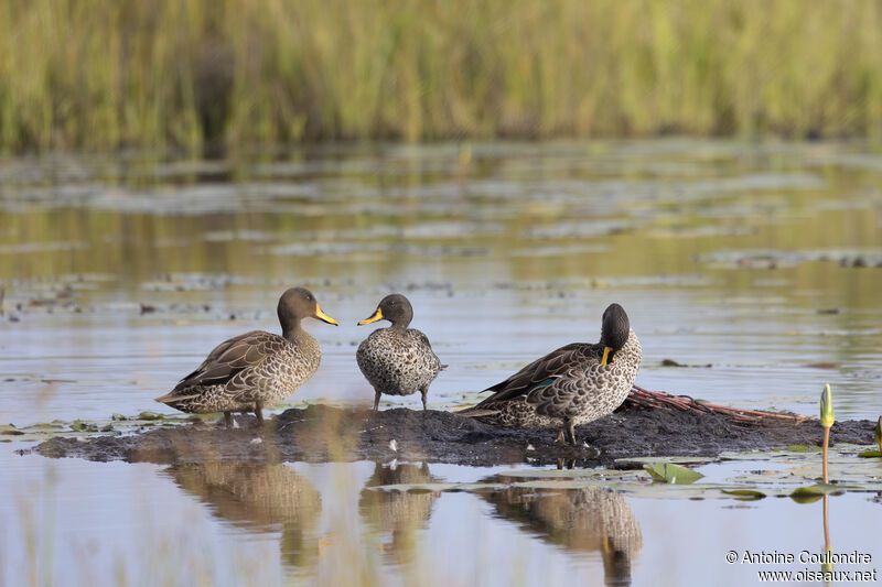 Yellow-billed Duckadult