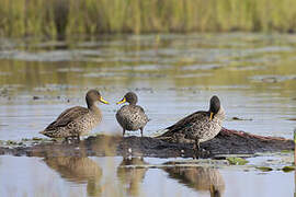 Yellow-billed Duck