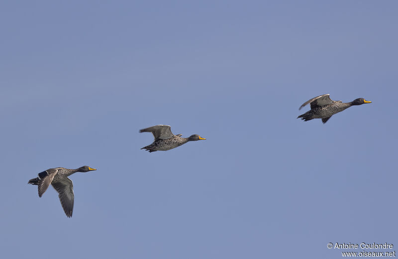 Yellow-billed Duckadult, Flight