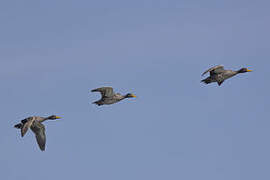 Yellow-billed Duck