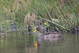 Yellow-billed Duck