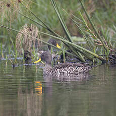 Canard à bec jaune