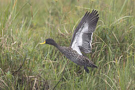 Yellow-billed Duck