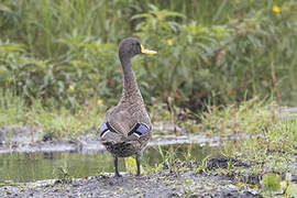 Canard à bec jaune