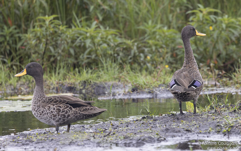 Yellow-billed Duckadult